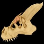 T-Rex Skull accessory — Blox Fruits rare