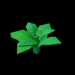 Mint