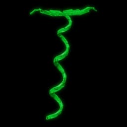 Coilvine