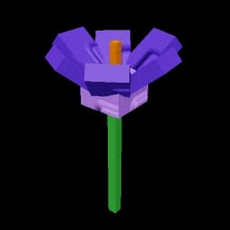 Crocus