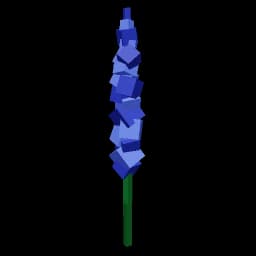 Delphinium