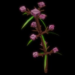 Speargrass