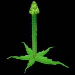 Tall Asparagus